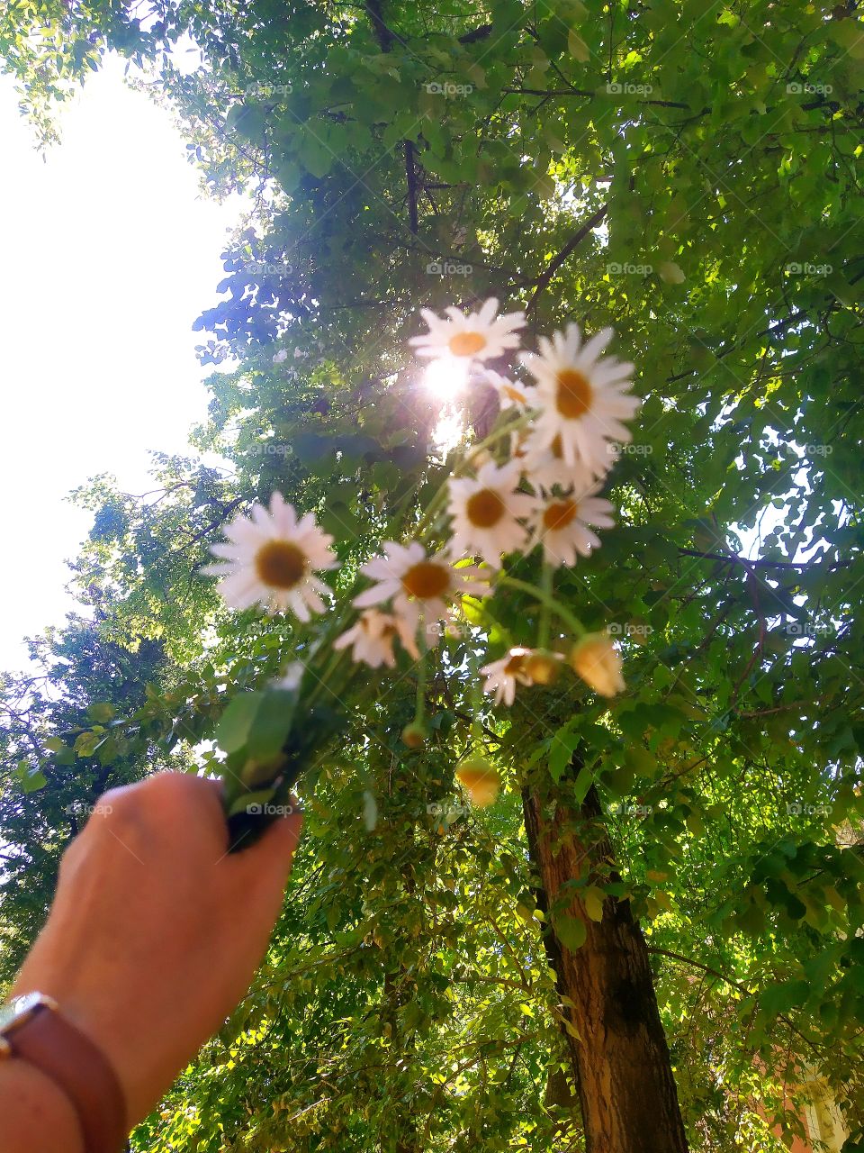 Hand holding a bouquet of daisies on the background of green trees and sun rays