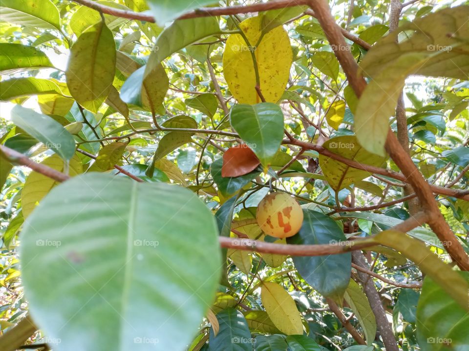 sri lanka nutmeg tree