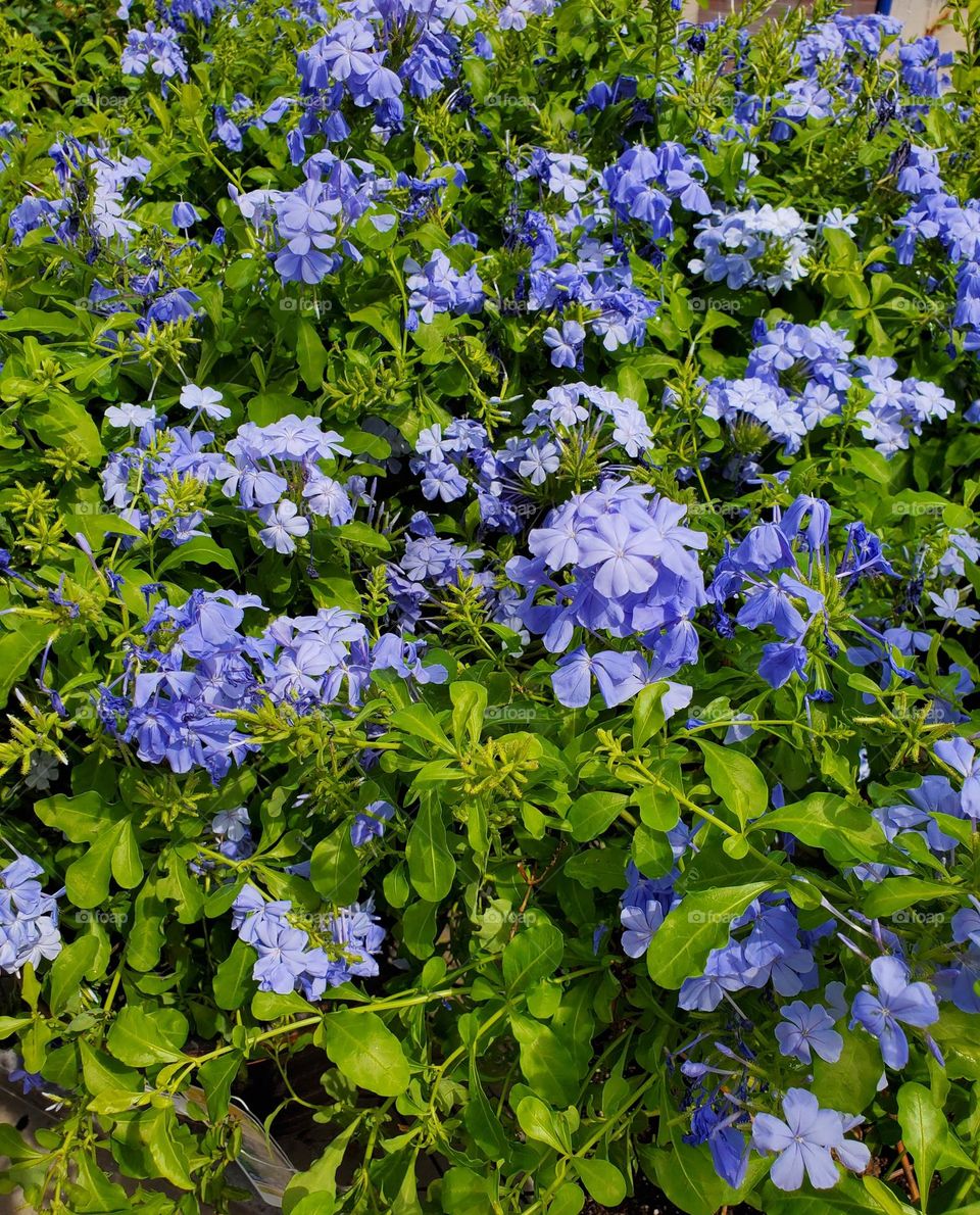 Purple Flowers in Bloom
