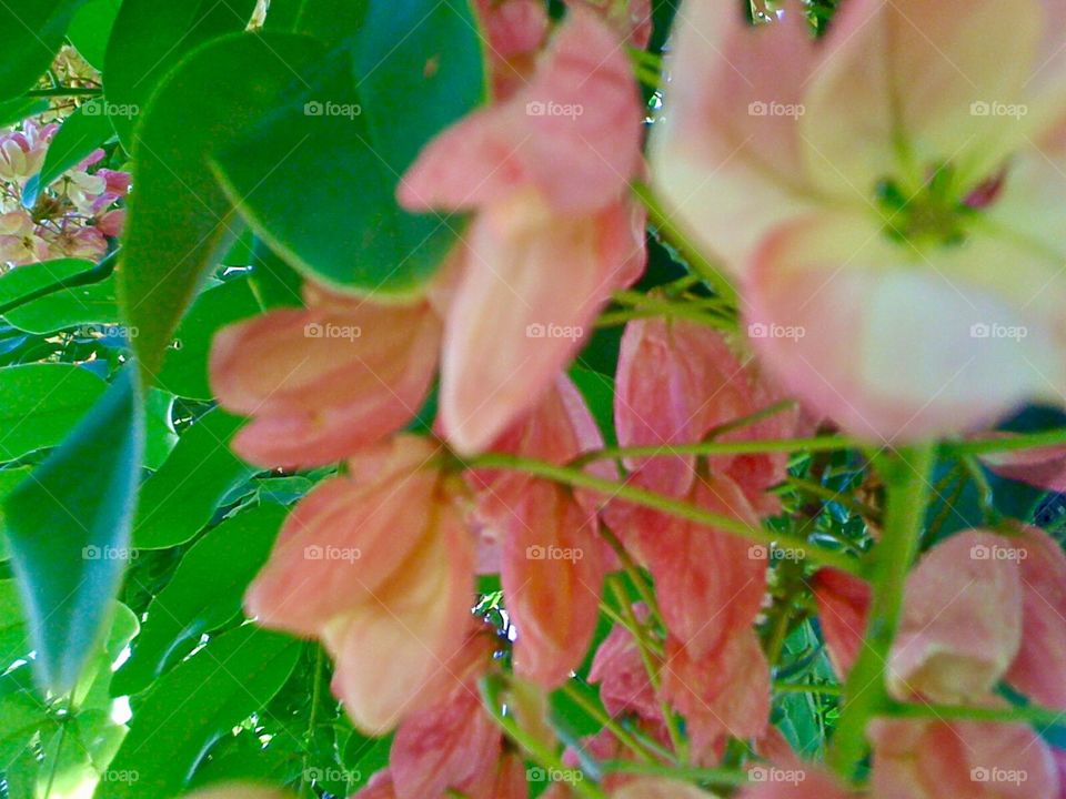Acacia blooming tree in Hawaii 