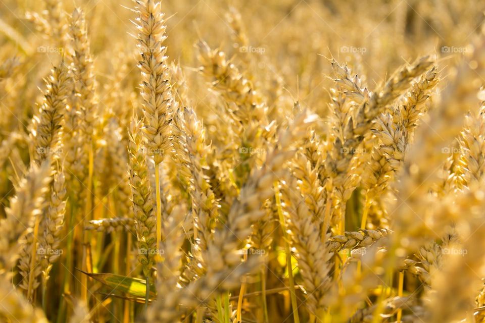 Spikelets of wheat during the food crisis and famine.  A field with bread in the sun, on a bright day.