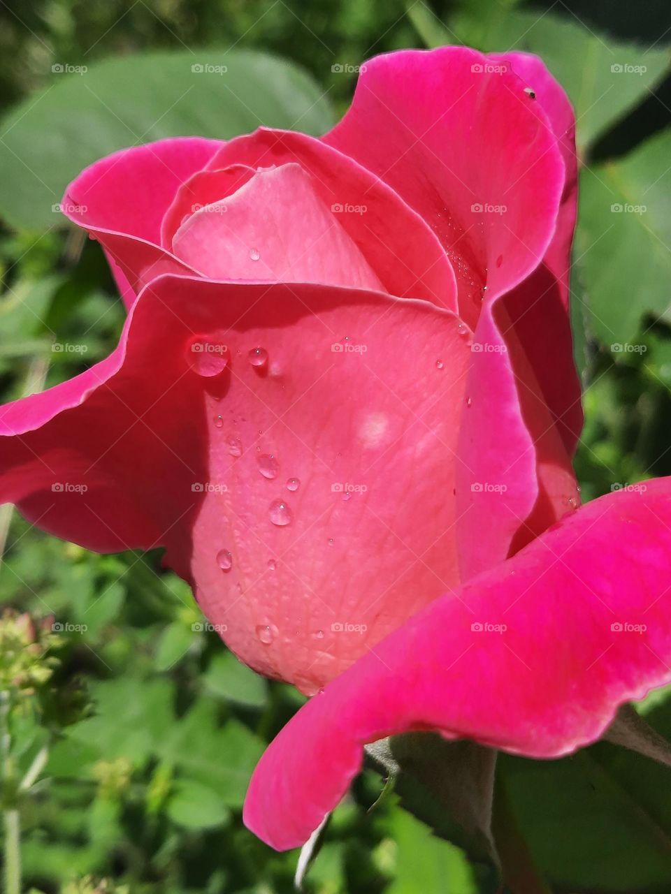 pink rose with drop of dew