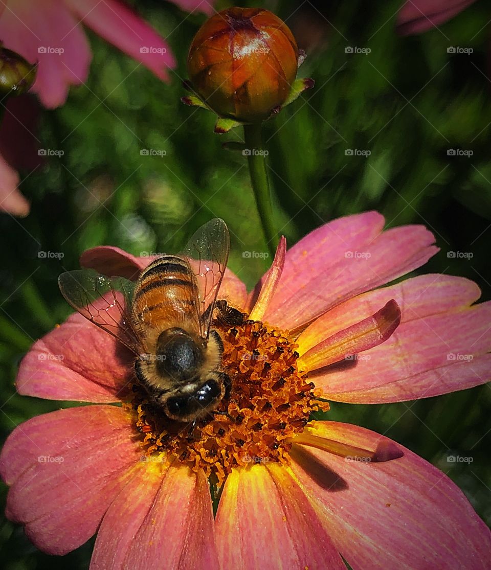 Bee on pink daisy