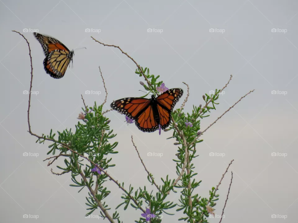 monarchs