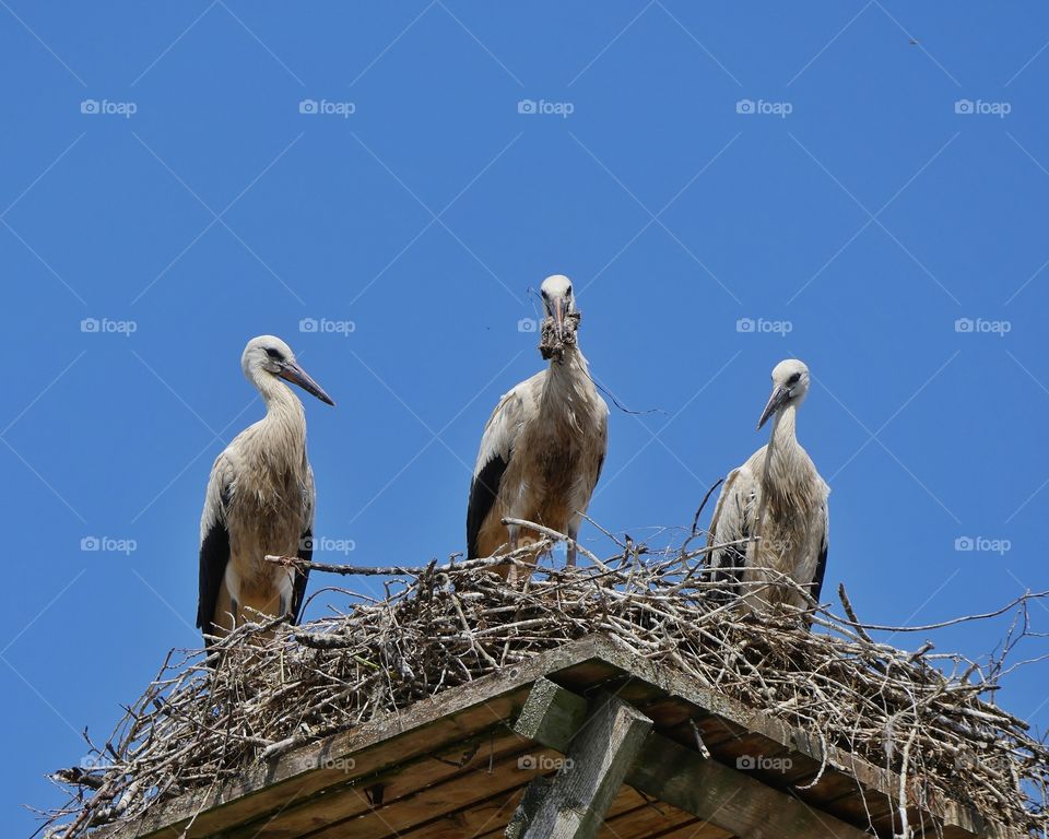 Young white storks