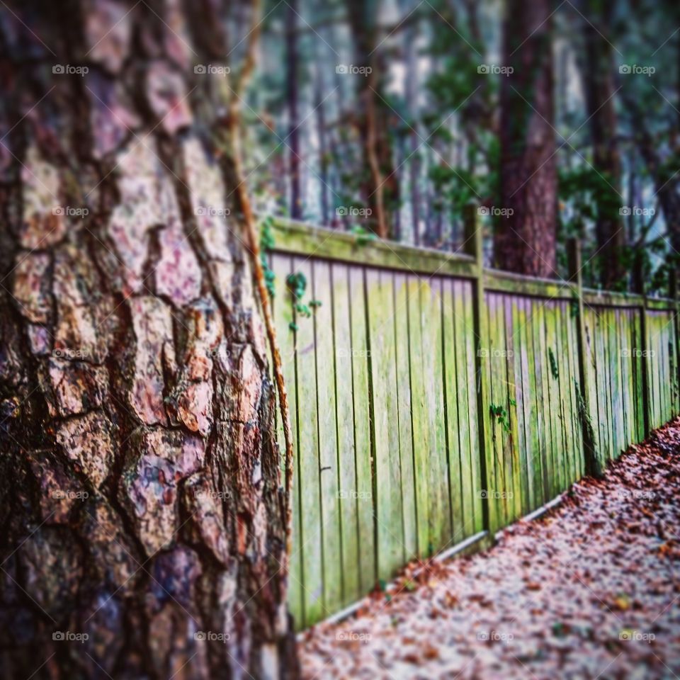 Tree and Fence