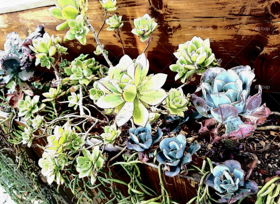 succulents