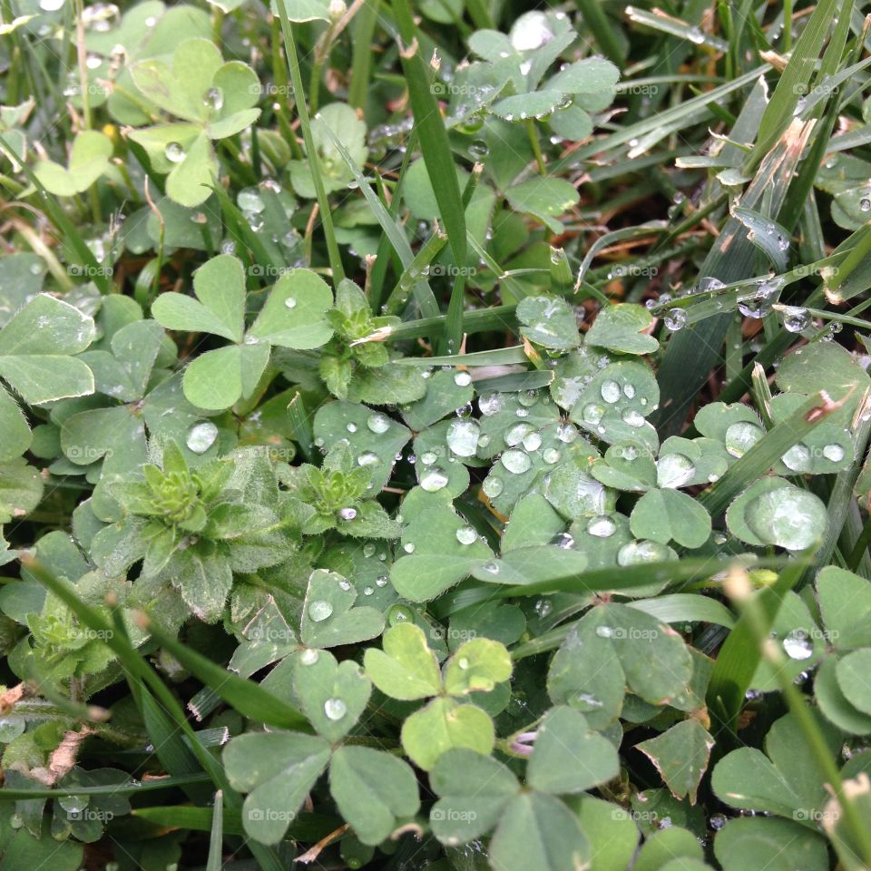 Clovers, Grass and Morning Dew. Dew on the green grass and clovers one California morning.