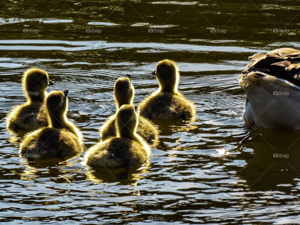 Goslings Enjoy the sunlight 