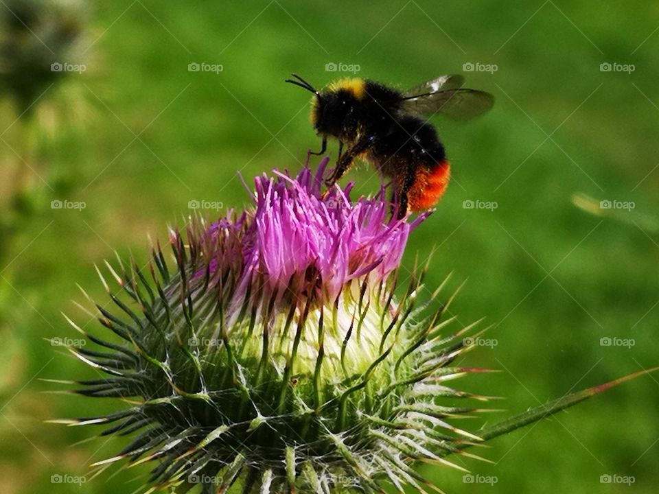 bee