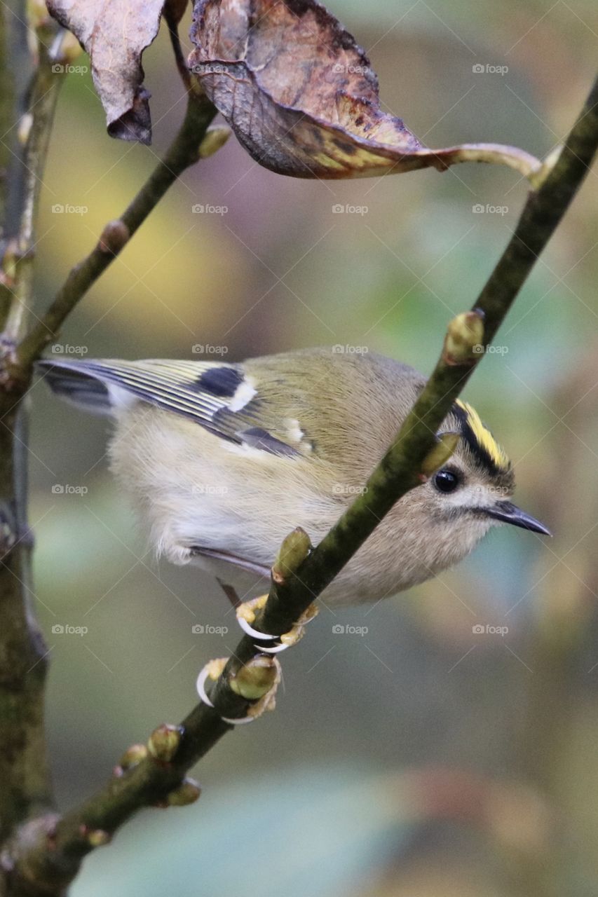 Goldcrest 