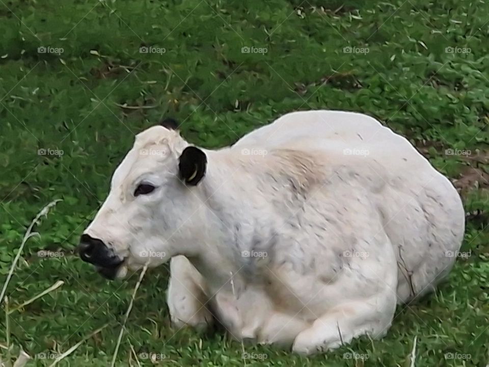 White with Black cow, lying in the Dutch Landscape. Home Front. the Netherlands Biesbosch