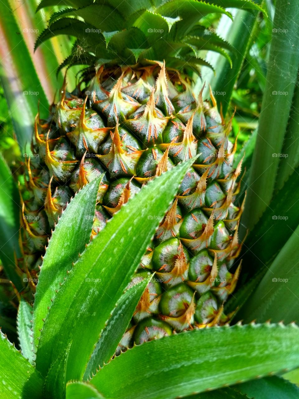 Pineapple