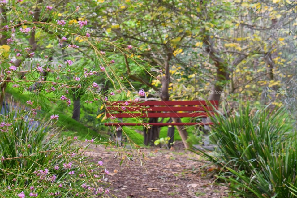 Red Bench 