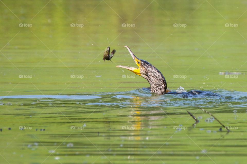 Cormorant bird trying to catch fish in the air