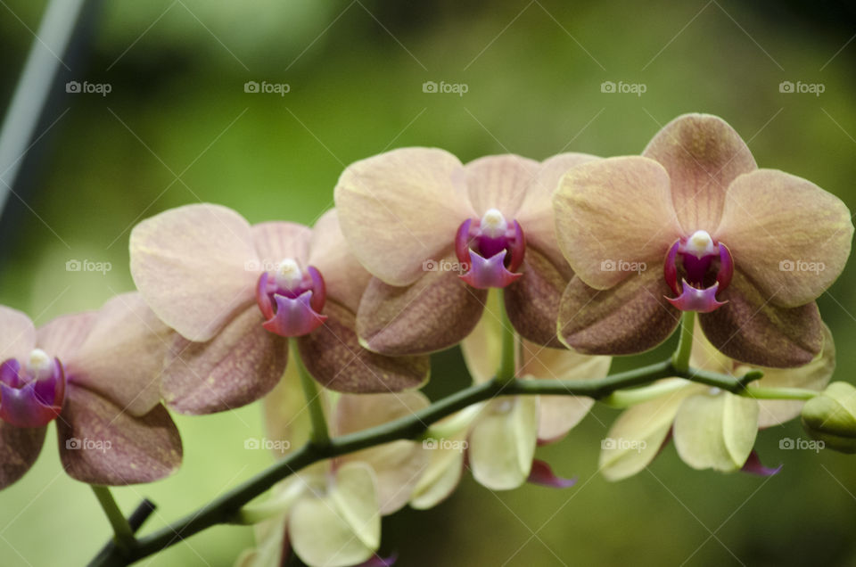 Orchids