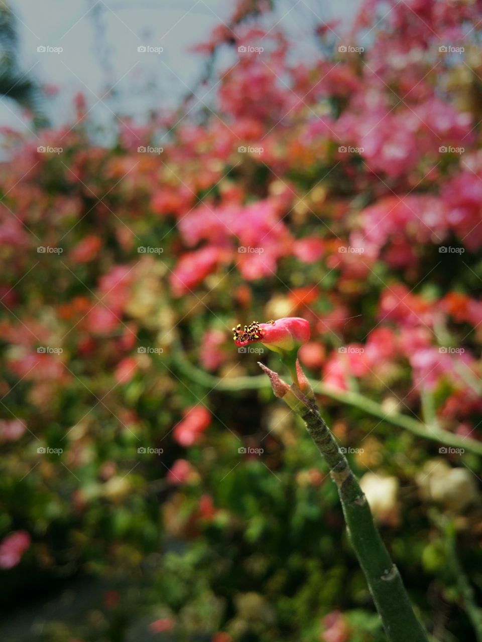 The flowers blooming in Spring season.