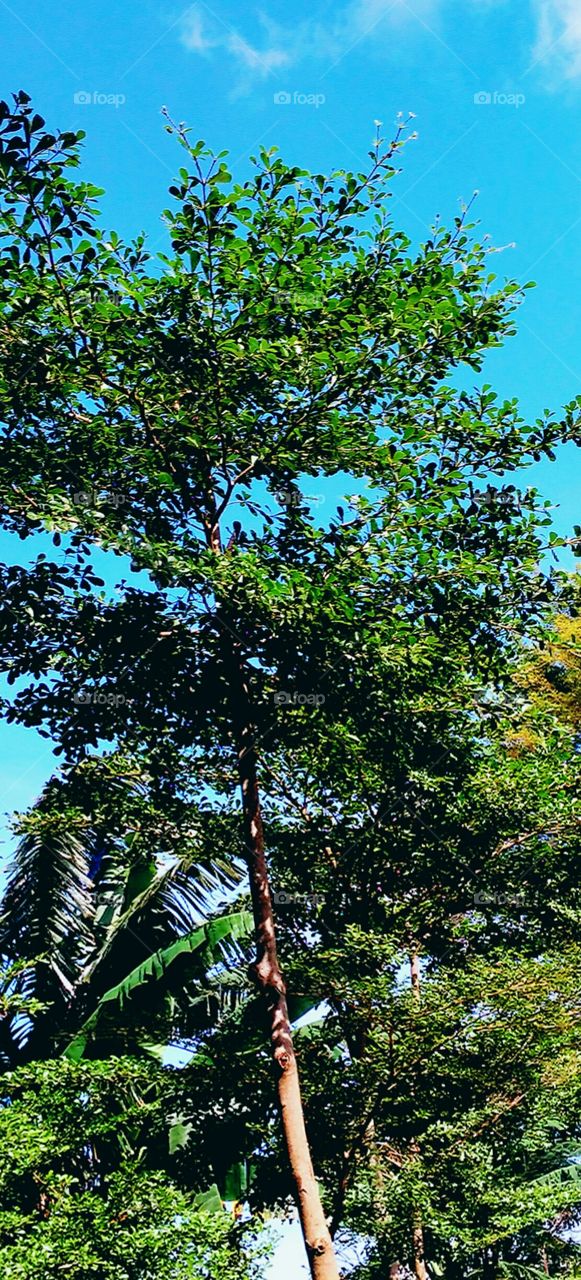 Tree, Wood, Leaf, No Person, Nature