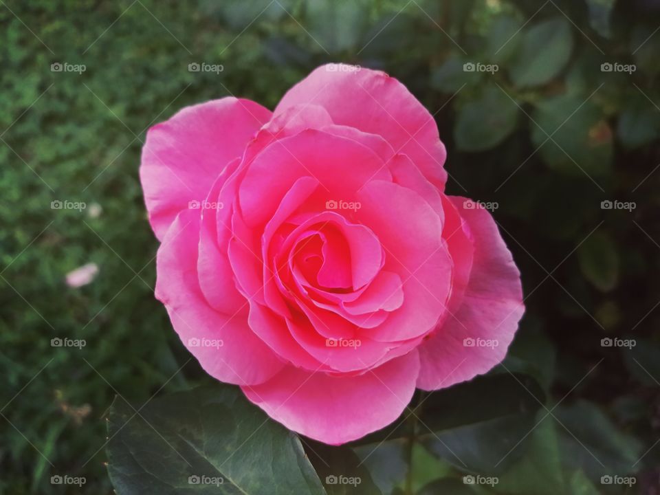 Rose flower