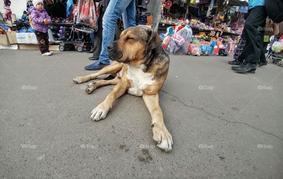 Noticed that dog at a local market. As you can see, people are walking by but this dog doesn't mind st all. He made himself comfortable.