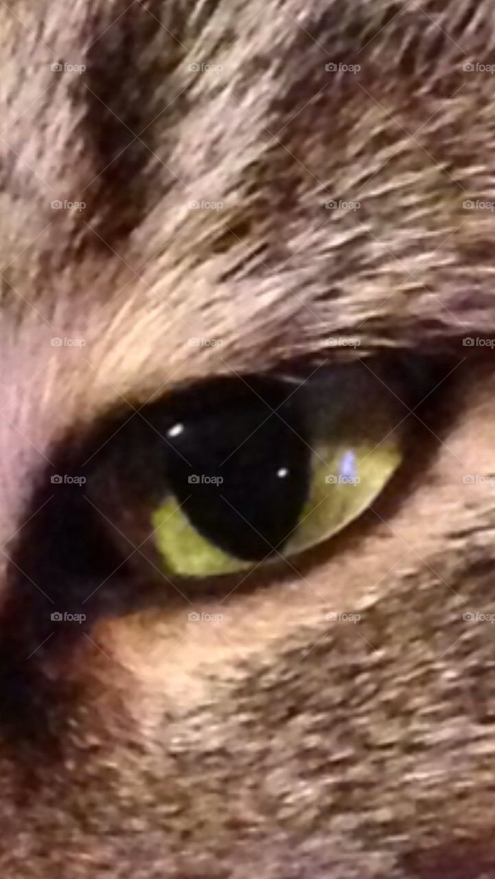 Cats eye 