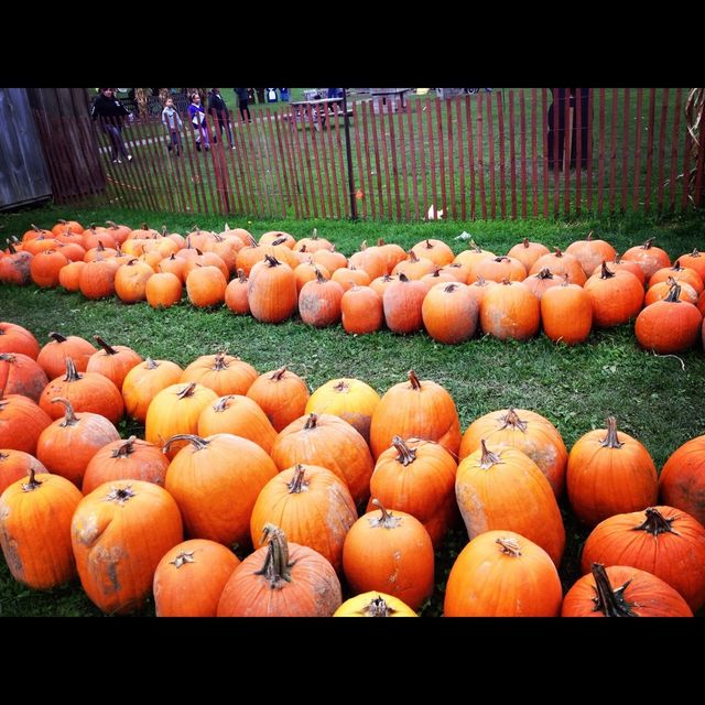 Pumpkin Epidemic 
