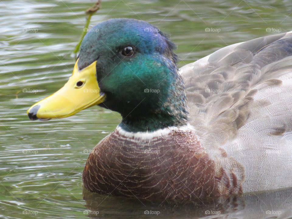 Mallard duck swimming in pond in northern Ohio, USA