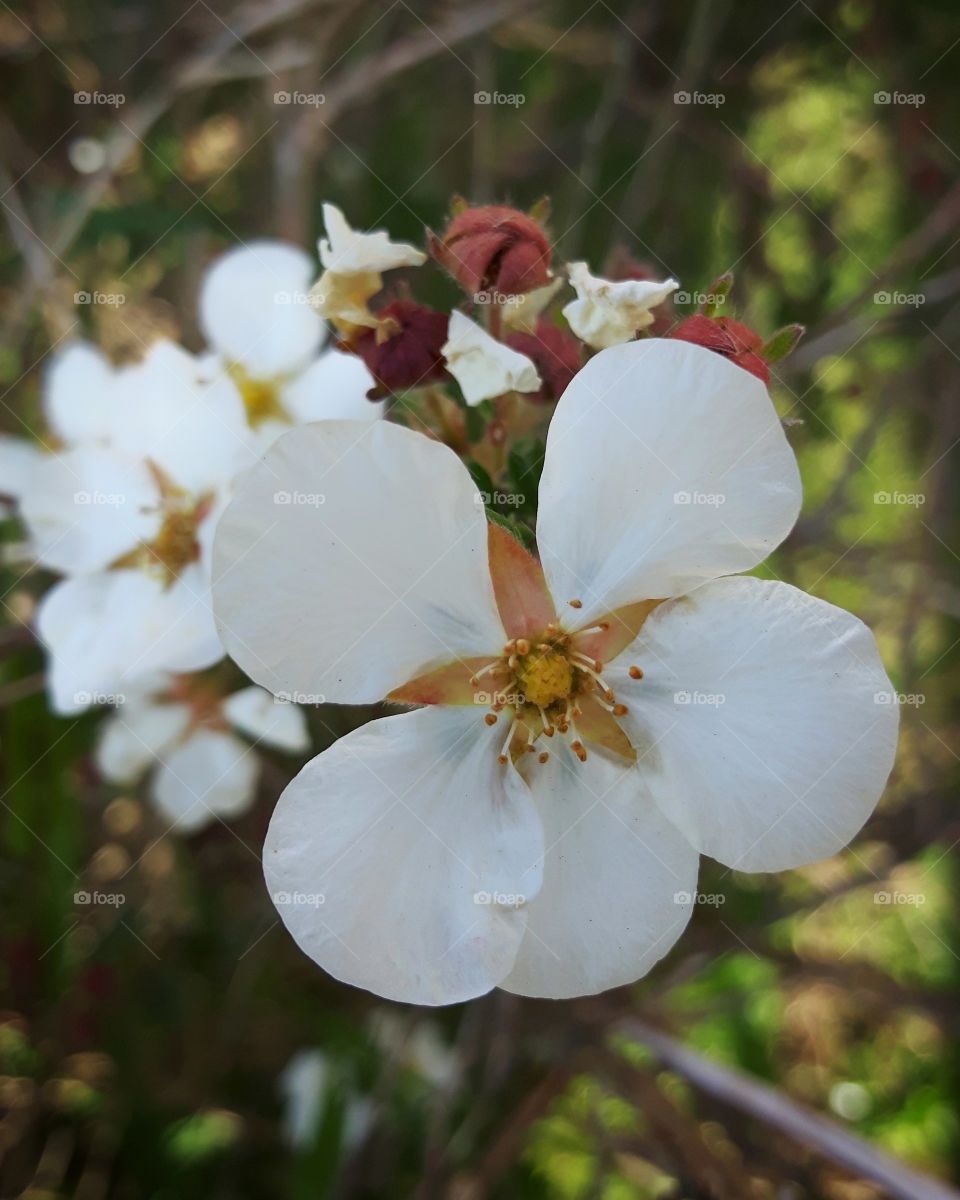 white flowers
