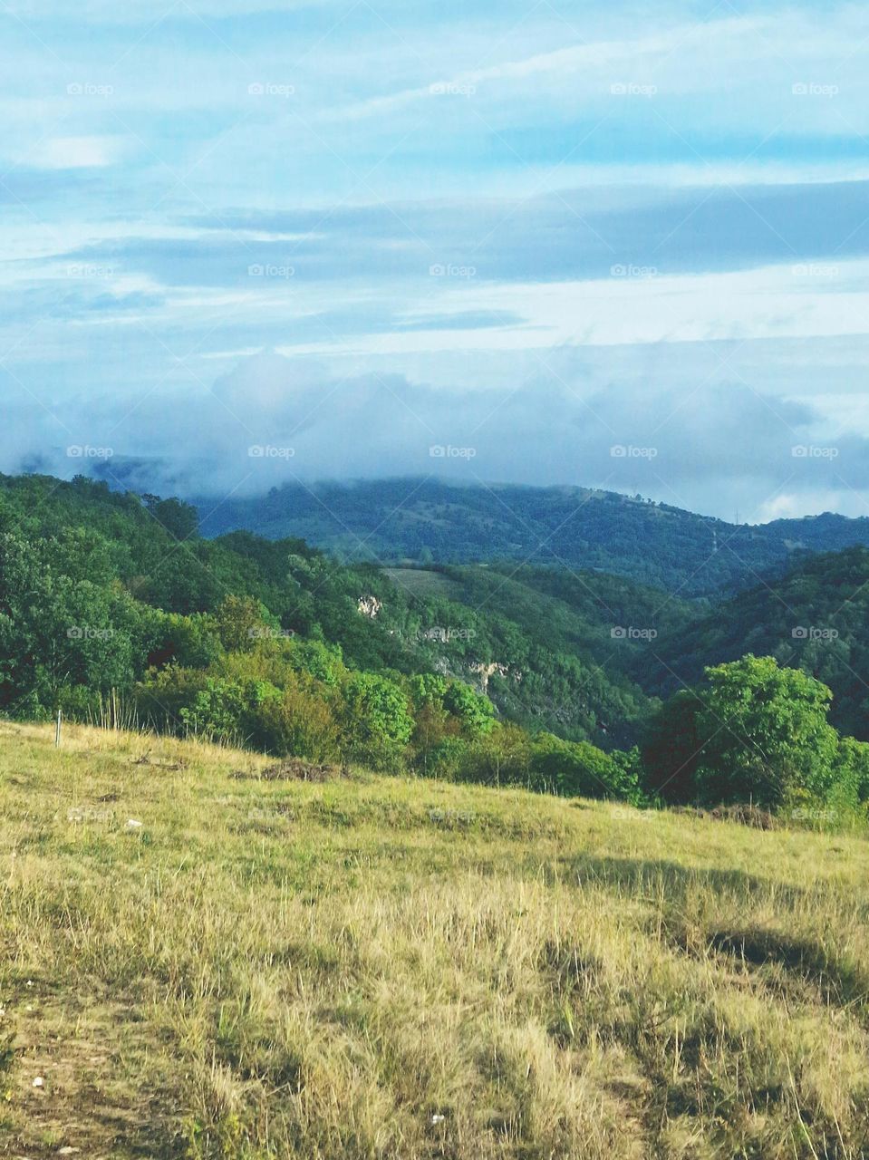 meadow landscape