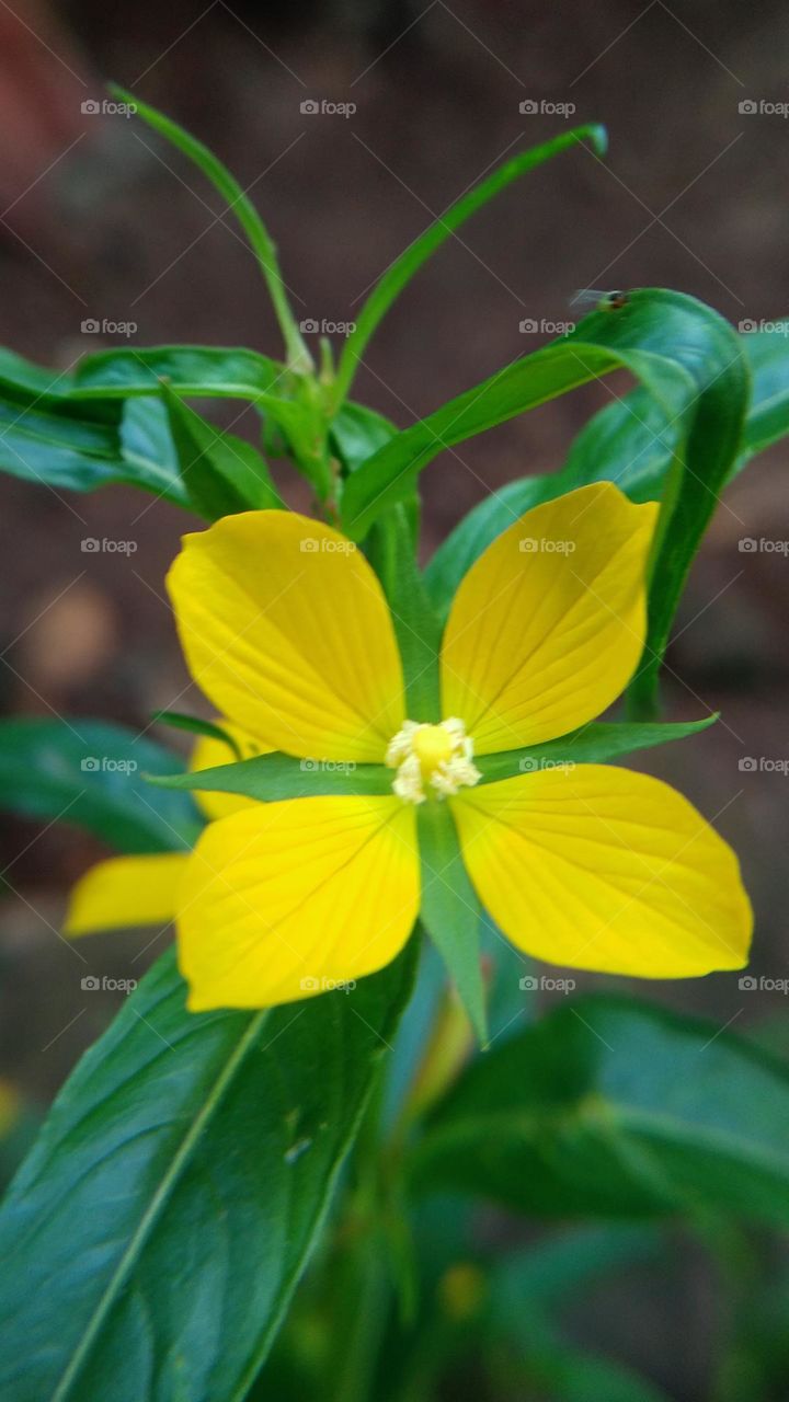 Beautiful little yellow flowers thrive in the garden.