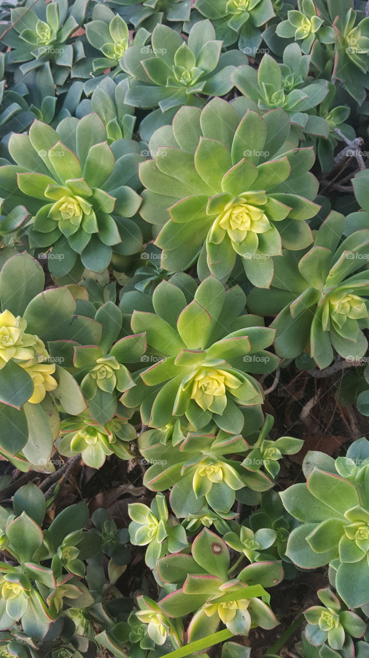 beautiful yellow and green succulent plant