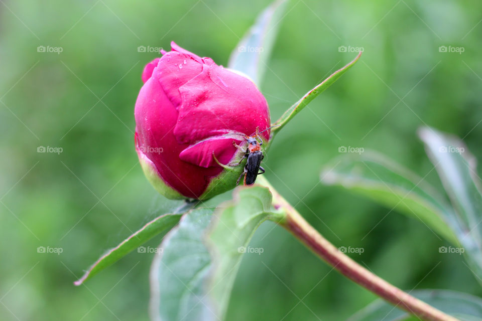 Peony, peonies, roses, pink, red, white, flowers, bouquet, summer, sun, nature. Landscape, still-life, village, flowerbed, plant, vegetation, grass, decor, fluffy, fluffy flowers, bulk flowers, plush flowers, petals, buds, leaves