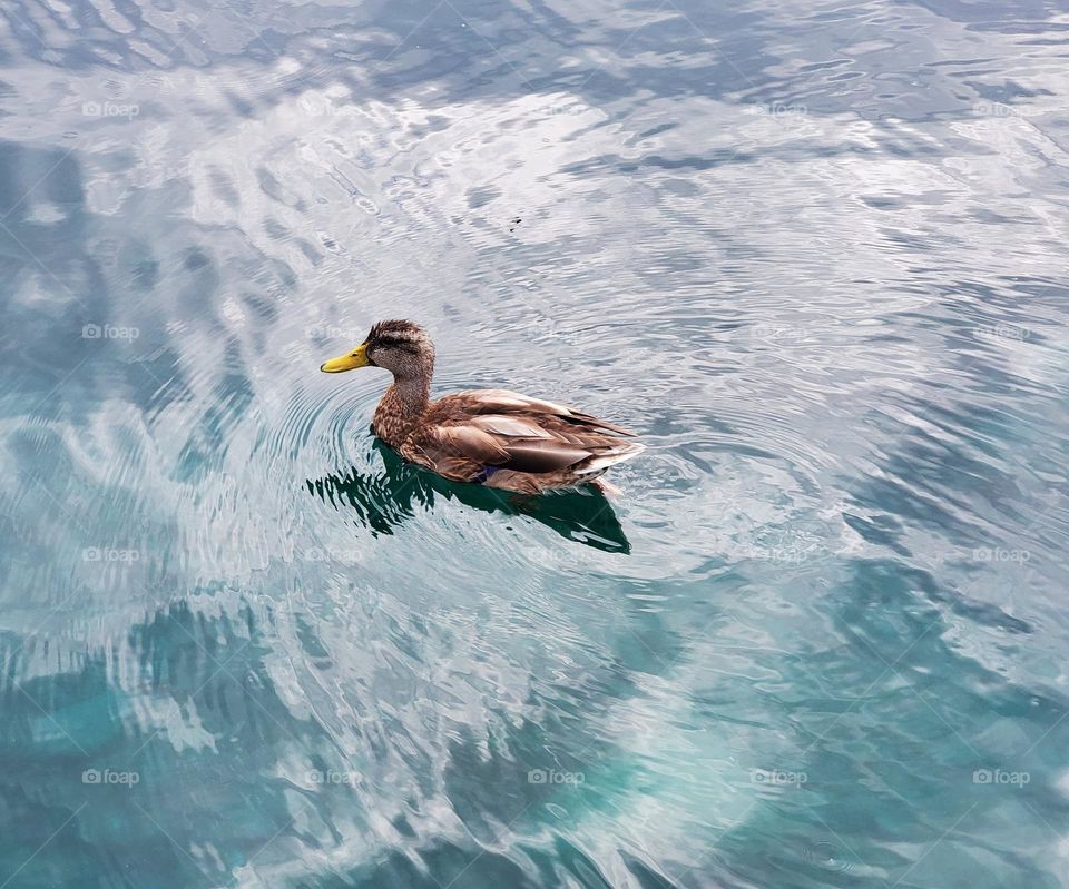 Mallard Duck in Cloud Reflecting Lake