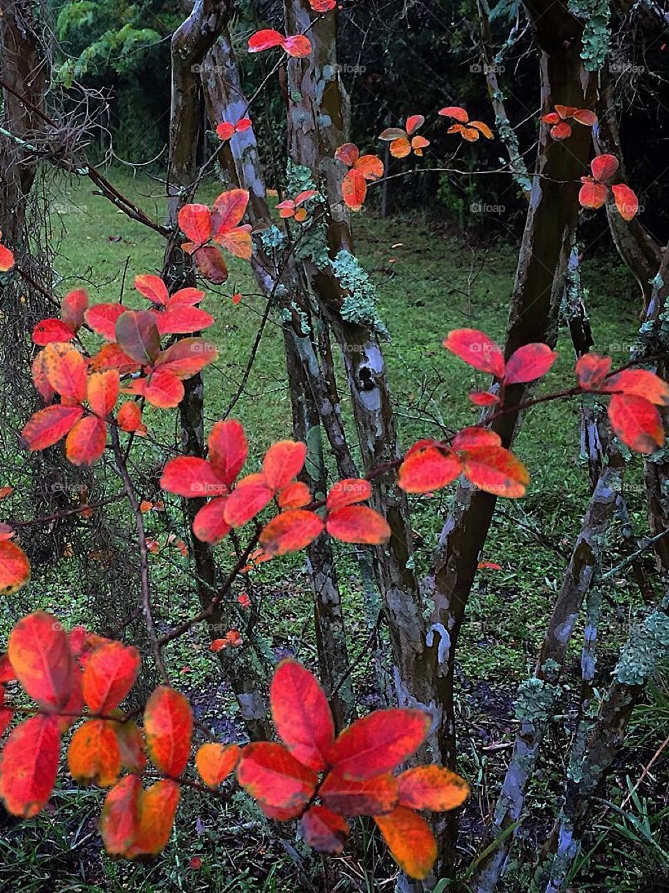 Bright red and gold autumn leaves on bare trees 
