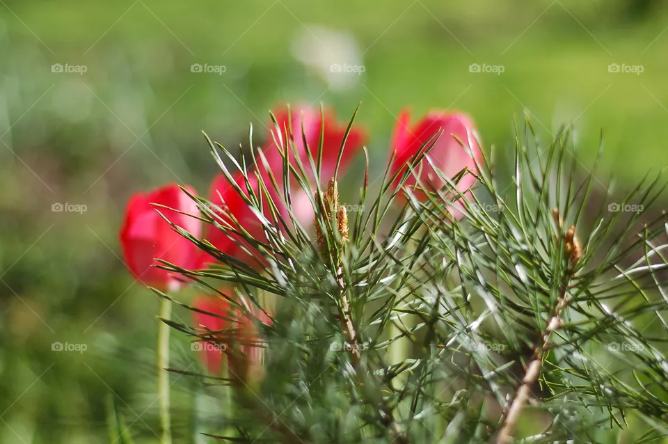 flora