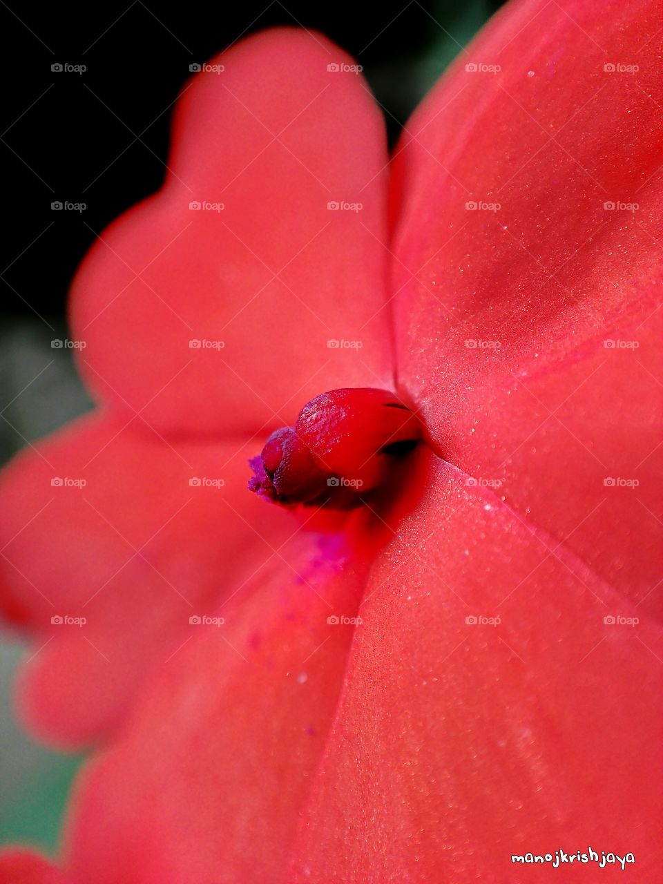 Red petals
