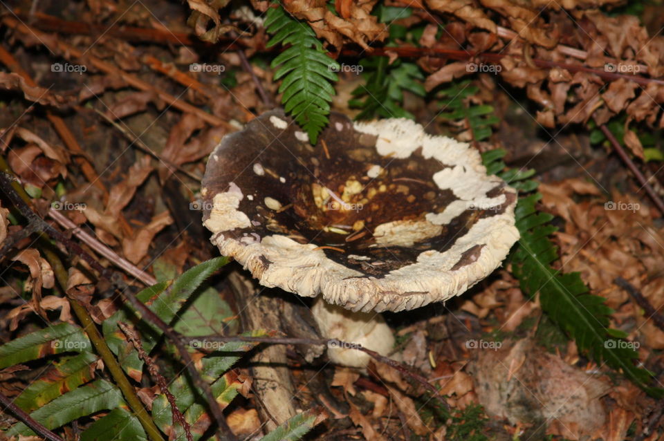 Forest Fungus. Mushroom on the forest floor, taken in the Hoh rain forest on the Olympic Peninsula in Washington.