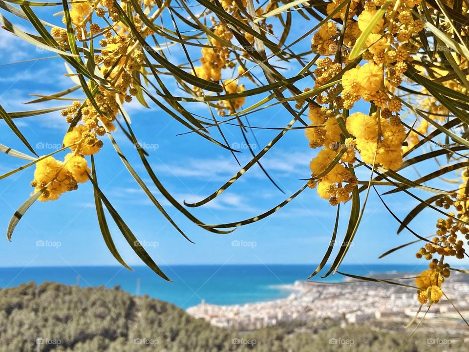 Mediterranean essence