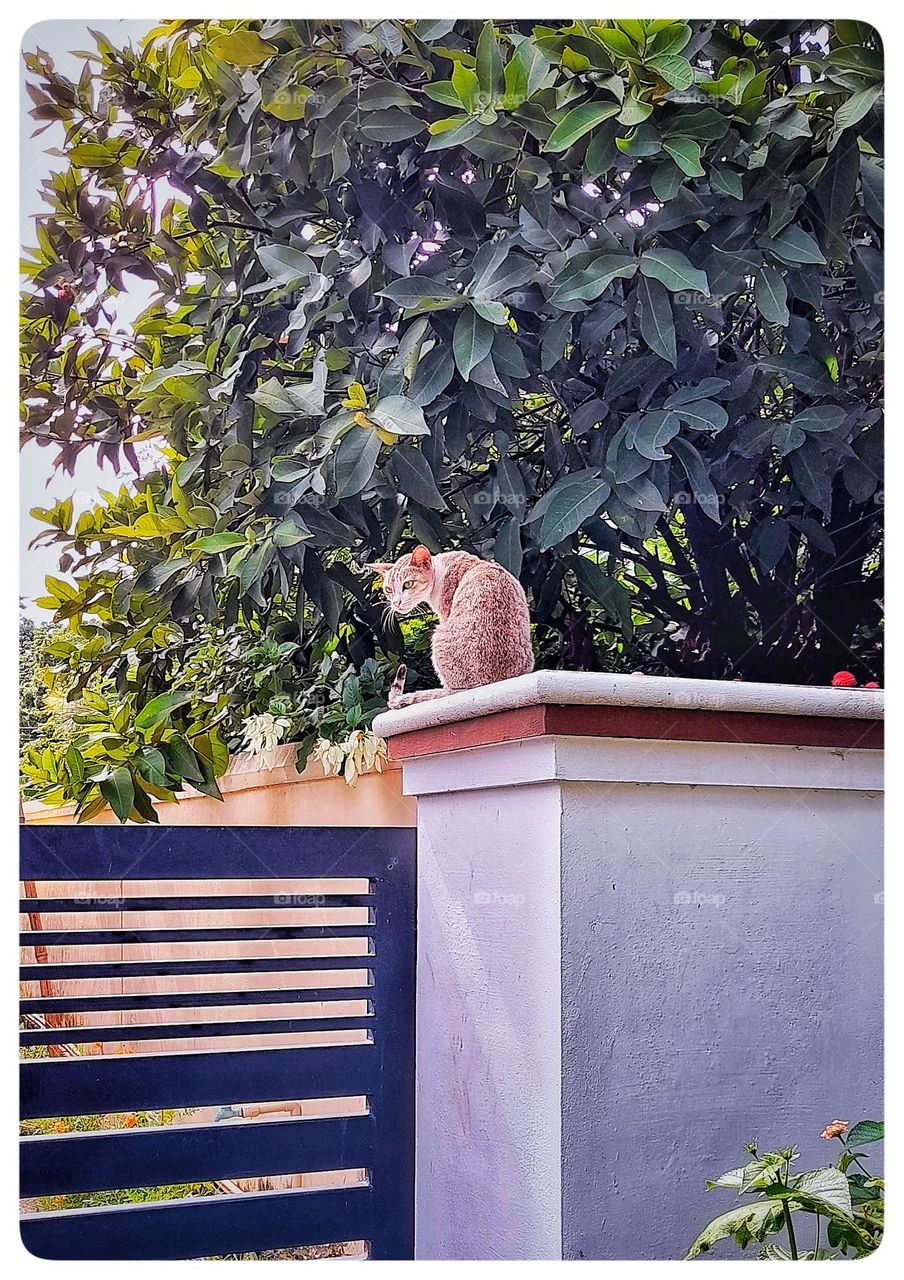 I am the boss. Don't disturb. The mentality of a cat 🐈 is captured.