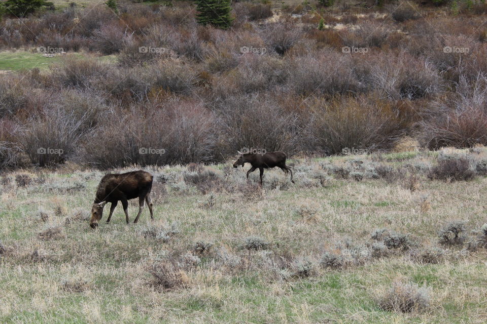 Moose no filter wildlife animal mama baby brush Wyomi bushes grass unedited Field backcountry countryside outdoors tall grass scenic fall spring