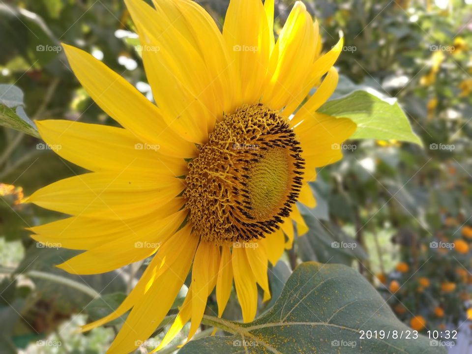 beautifull sunflower