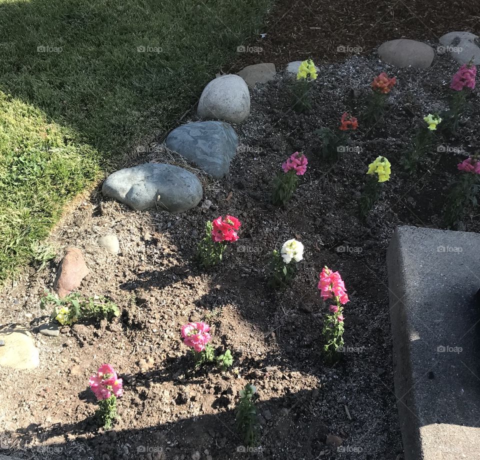 Beautiful garden of vibrant pink, yellow and white flowers sitting in the sun with partial shade 