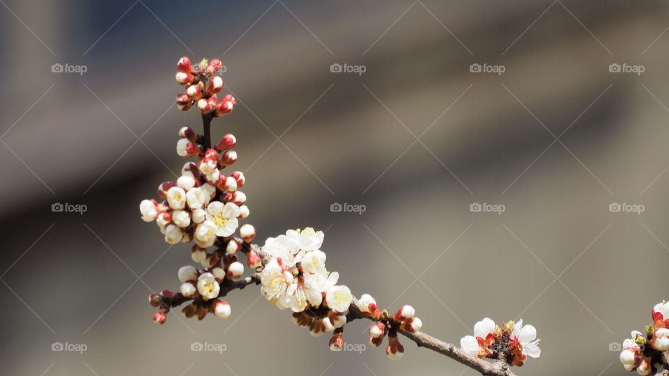No Person, Flower, Nature, Apple, Cherry