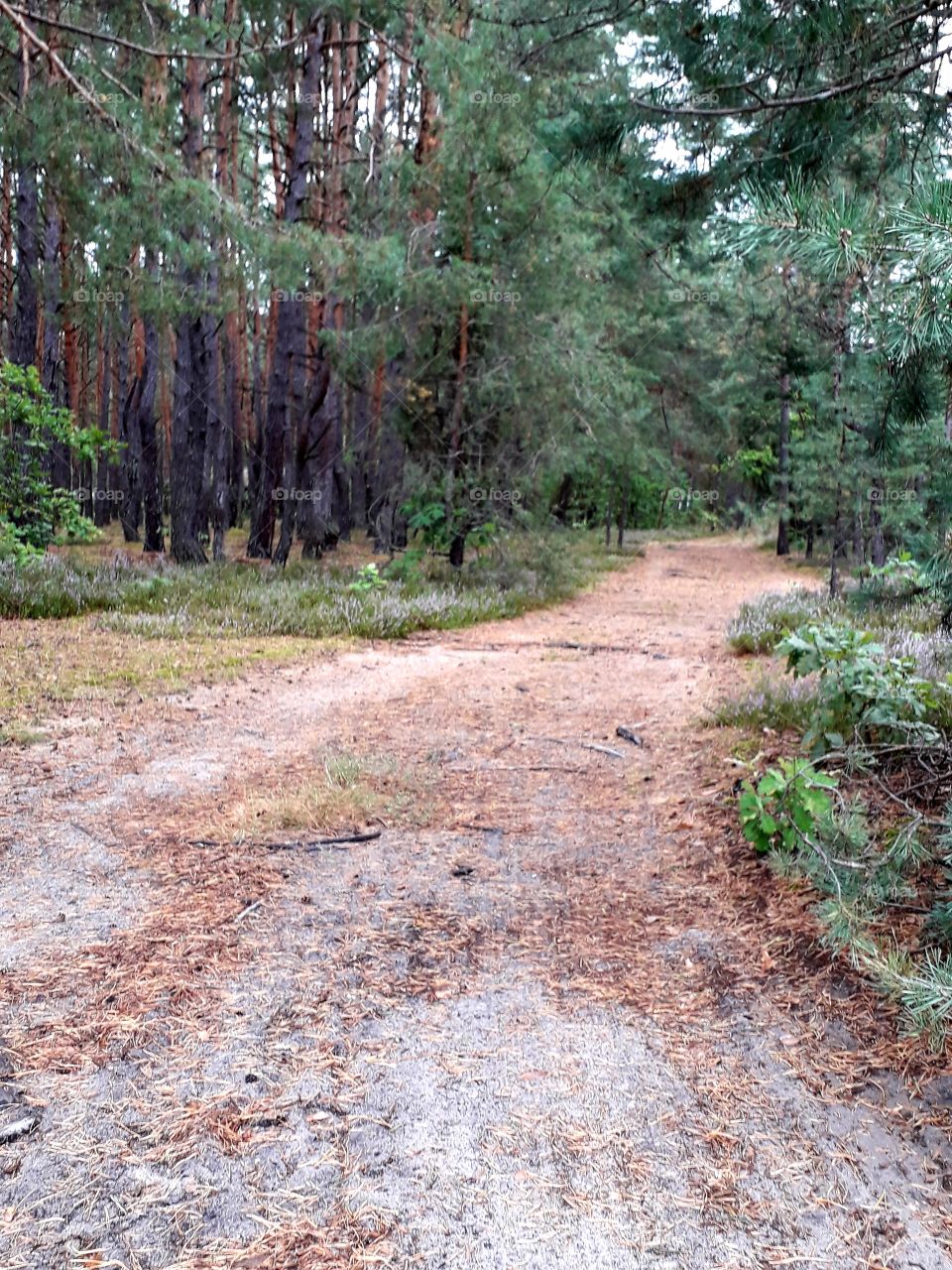 sandy path in pine forest