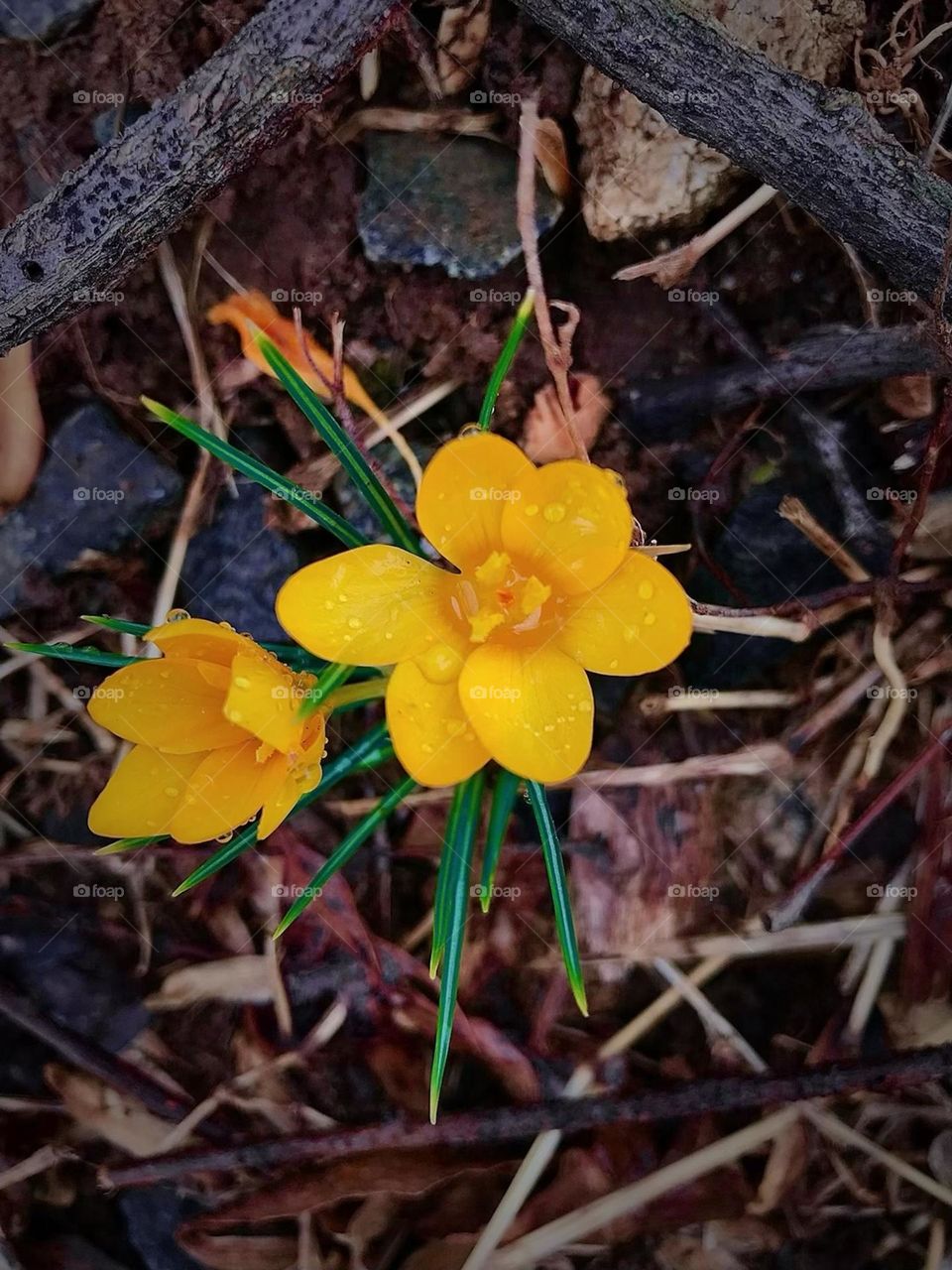 Beautiful yellow flowers