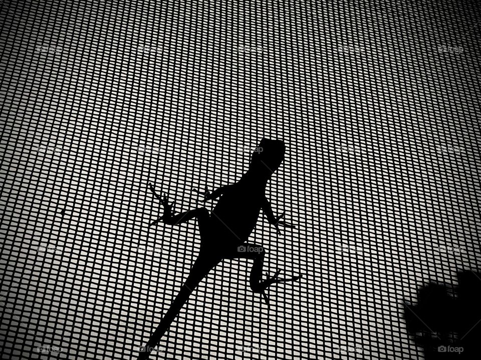 Lizard Shadowed By The Light Position Climbing On The Screen Of The Enclosure. 