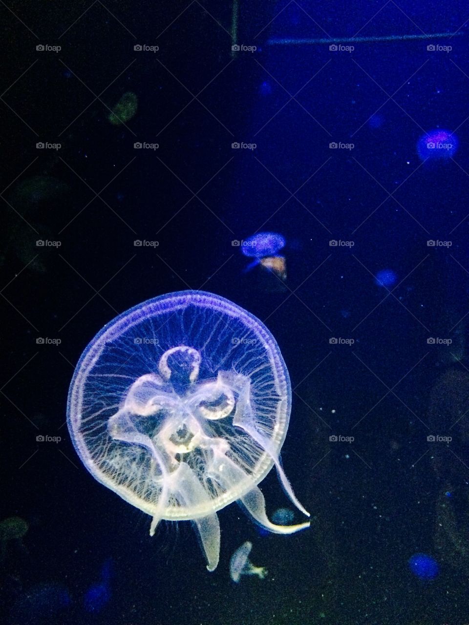 Jellyfish