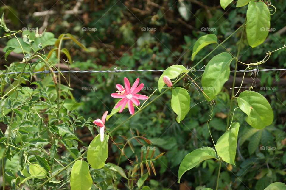 A pretty flower amongst barbwire  