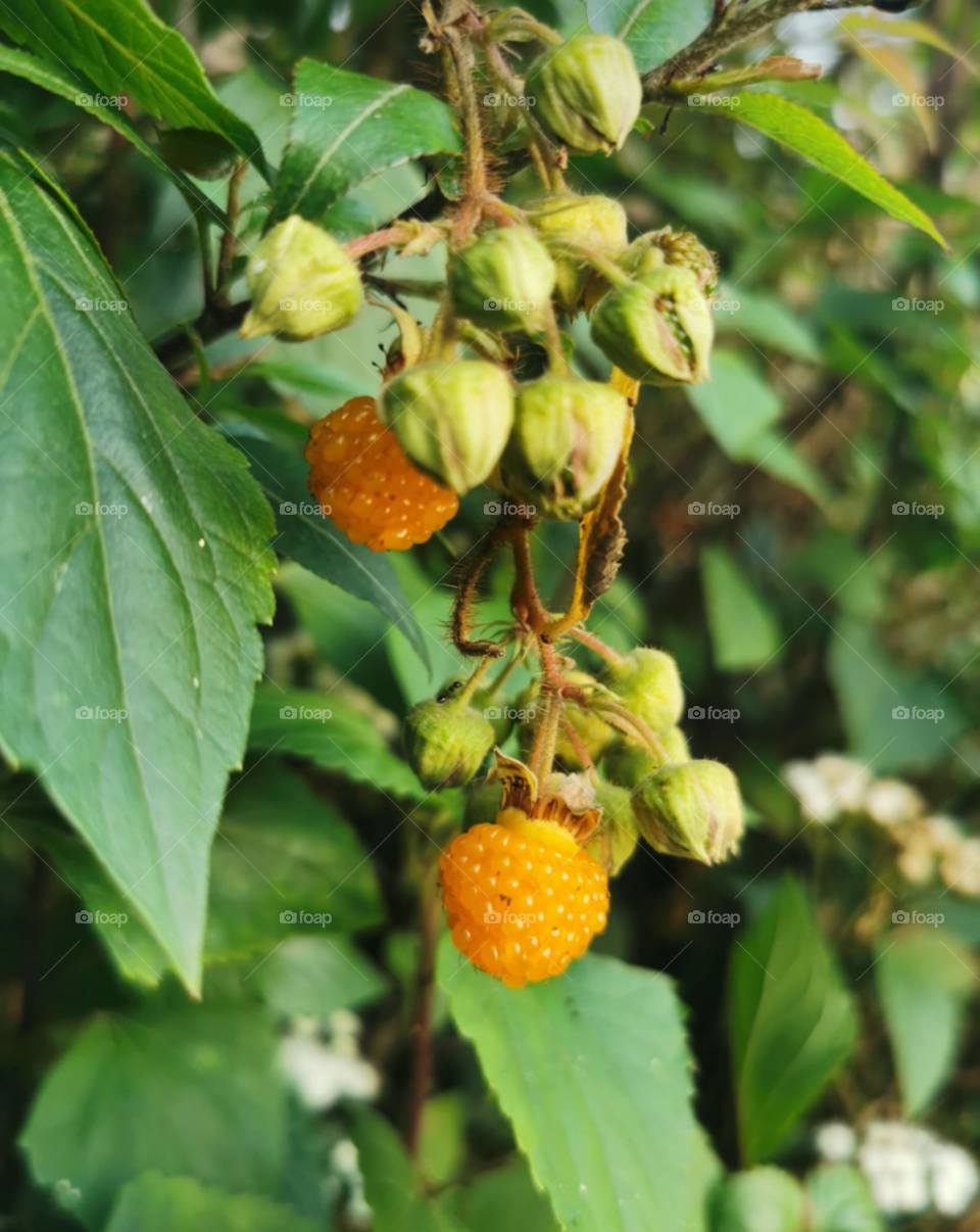 Raspberry   from the forest