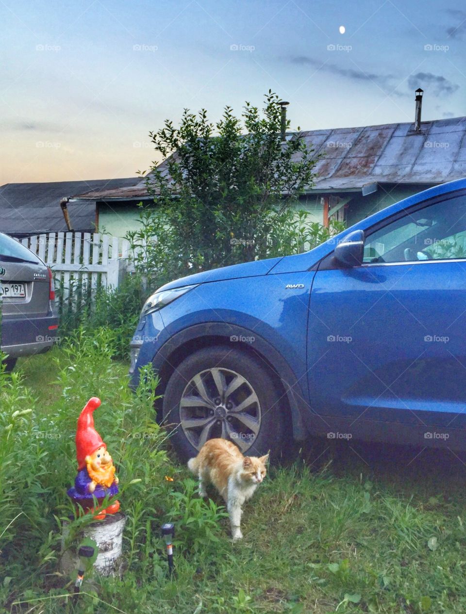 Cat and car 